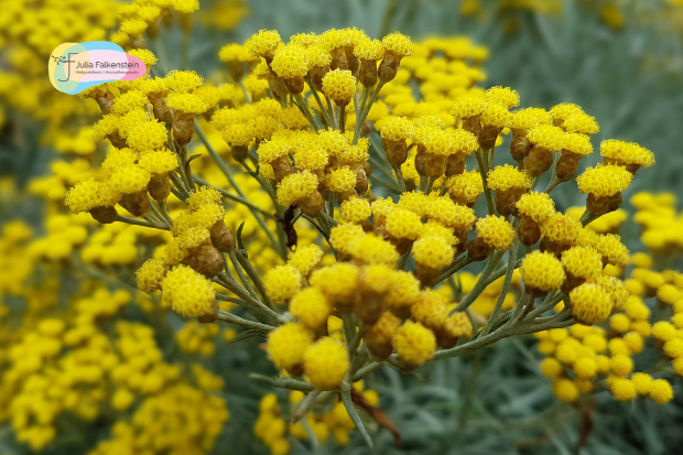 Gelbe Blüten der Italienischen Strohblume (Helichrysum italicum) vor blauem Hintergrund – Symbol für Hautregeneration, Wundheilung und Anti-Aging in der Aromatherapie